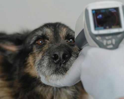 Casos mais comuns que chegam em clínica veterinária 24h, clínica veterinária 24h