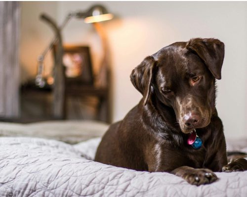 Como identificar alergias ambientais, clínica veterinária 24h