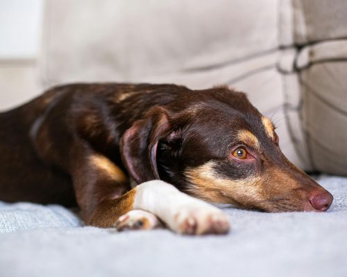 Meu cachorro está muito quieto: é tristeza ou doença? clínica veterinária 24h