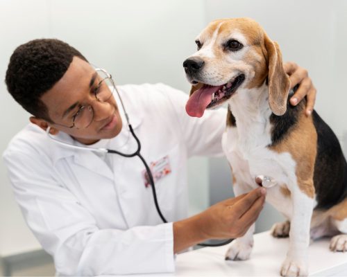 Como saber se o cachorro tem problema no coração? clínica veterinária 24h