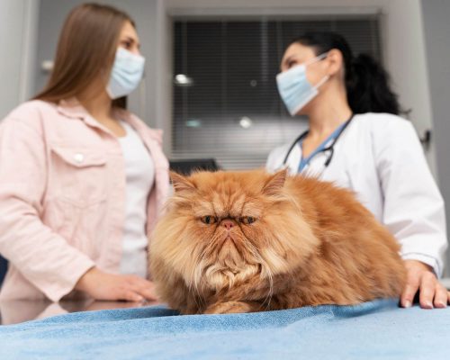 Clínica veterinária 24h é mais cara? clínica veterinária 24h