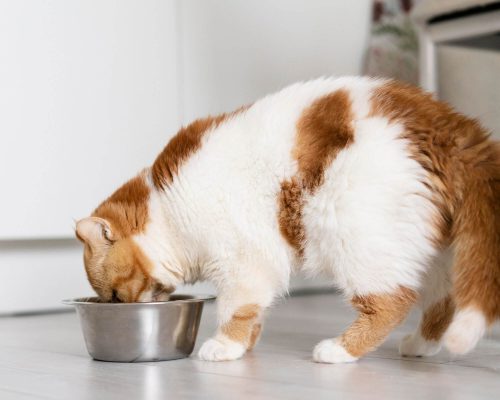 Como lidar com pets que comem muito rápido, clínica veterinária 24h