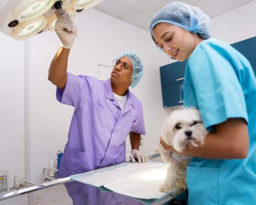 Clínica veterinária 24h: quando pode salvar a vida do seu pet, clínica veterinária 24h