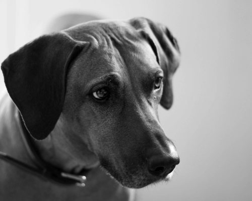 Como melhorar qualidade de vida do pet idoso, clínica veterinária 24h