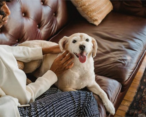 Como montar rotina saudável para pets ansiosos, clínica veterinária 24h