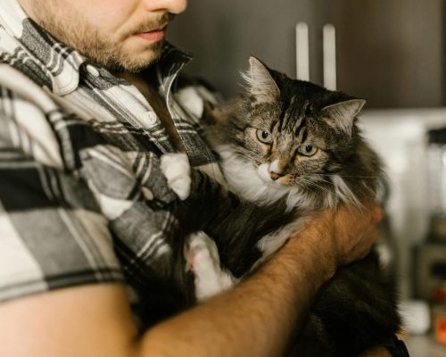 Como identificar se meu pet precisa de veterinário 24h? clínica veterinária 24h