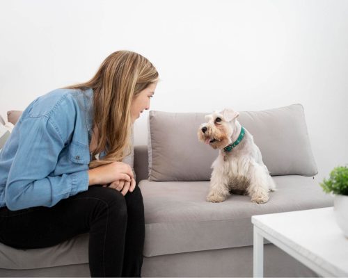 Como preparar o pet para visitas na casa, clínica veterinária 24h