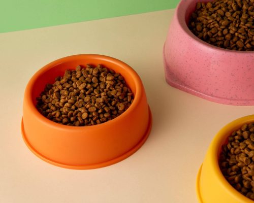 Quando devo trocar a ração do meu pet? clínica veterinária 24h