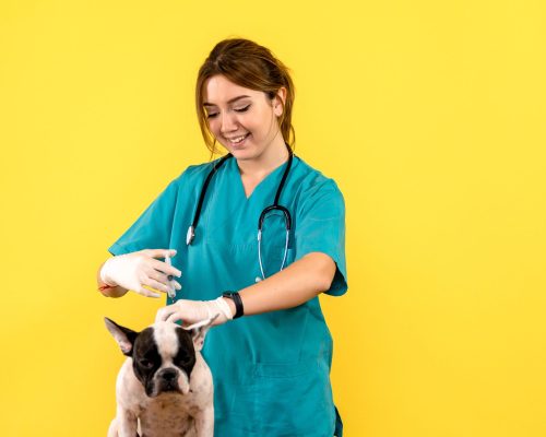 Qual a idade certa para começar a vacinar o cachorro? clínica veterinária 24h