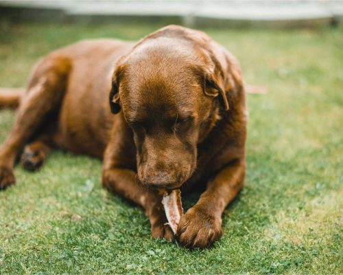 Como proteger seu pet contra intoxicações comuns, clínica veterinária 24h
