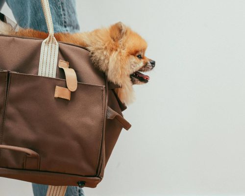 O que levar no atendimento veterinário de emergência? clínica veterinária 24h