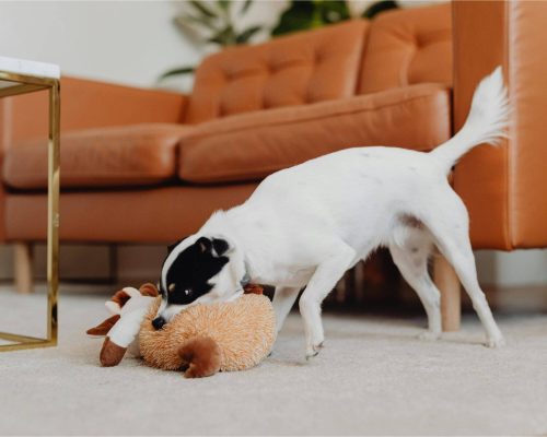 Como reduzir estresse de pets em apartamentos, clínica veterinária 24h