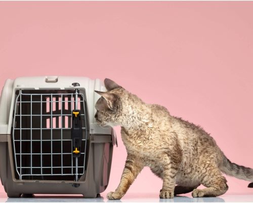 Como transportar gatos sem estresse, clínica veterinária 24h