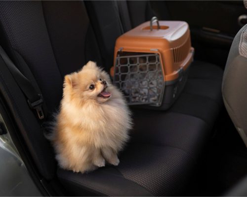 Como transportar o pet com segurança no carro, clínica veterinária 24h