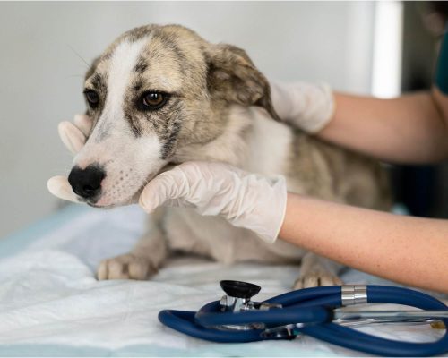 Onde encontrar clínica veterinária 24h em Maringá? clínica veterinária 24h