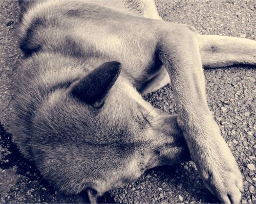 Onde levar meu pet em caso de atropelamento em Maringá? clínica veterinária 24h