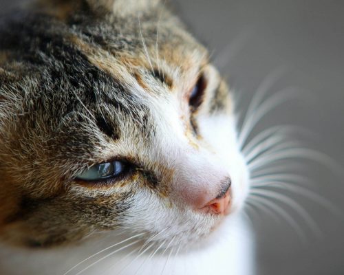 Comportamentos que indicam dor e o tutor acha “manha”, clínica veterinária 24h