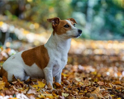 Picada de cobra em cães: atendimento de emergência, clínica veterinária 24h