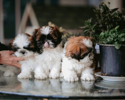 Cuidados com filhotes nos primeiros 90 dias, clínica veterinária 24h