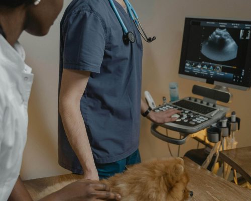 Ultrassom veterinário de emergência: em que casos é usado, clínica veterinária 24h