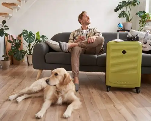 Como viajar com seu pet de forma segura