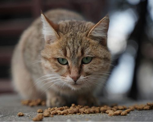 Meu gato está vomitando ração inteira: isso é normal? clínica veterinária 24h