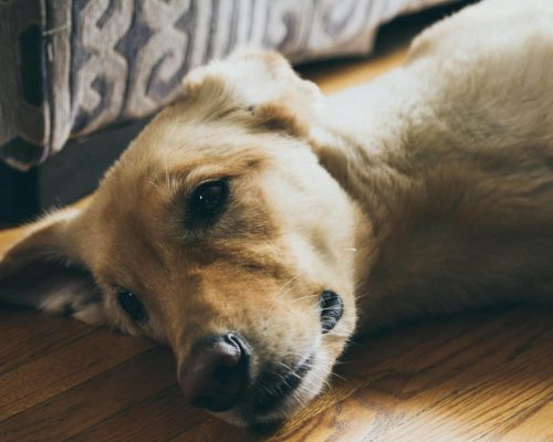 Meu cachorro está vomitando espuma branca: o que pode ser? clínica veterinária 24h