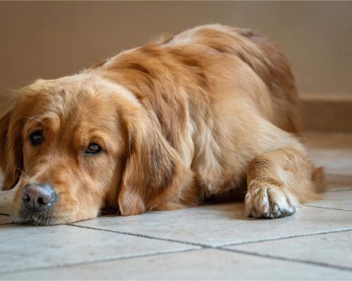 Quando o vômito em pet é normal e quando é grave? clínica veterinária 24h