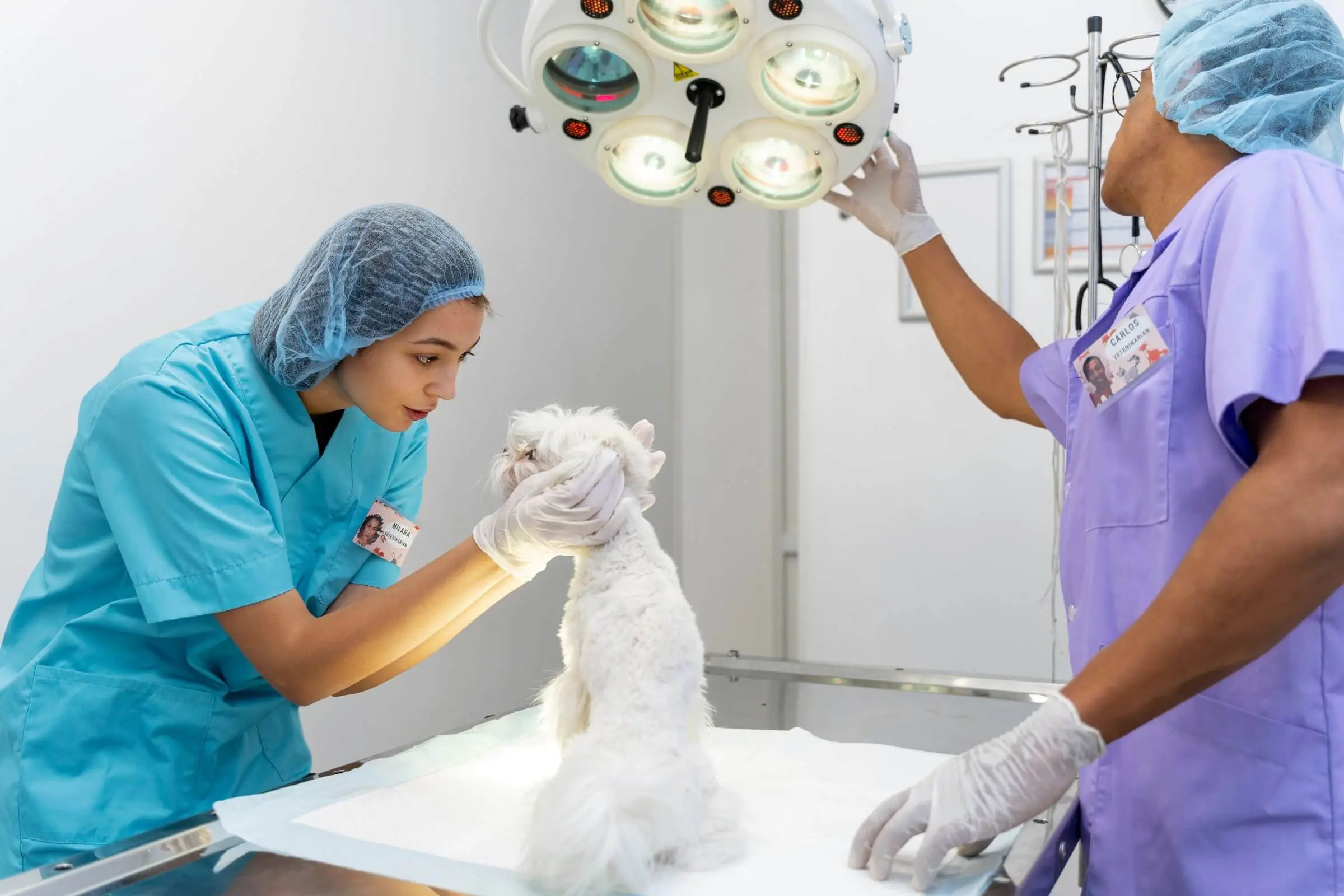 Cirurgião Veterinário: Quanto Custa em Maringá em 2024? clínica veterinária 24h