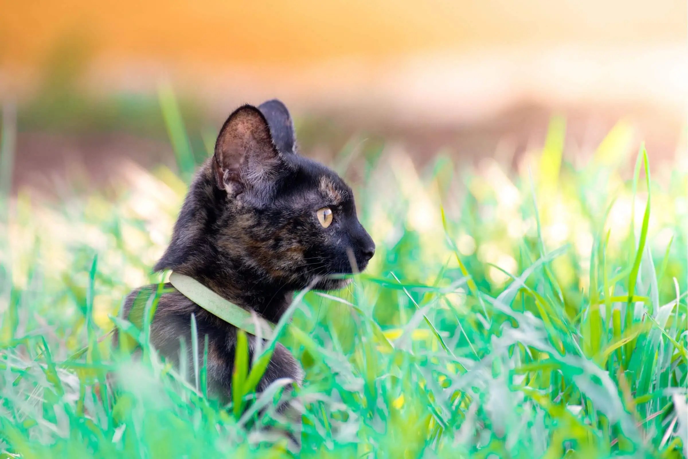500 Nomes para Gatos: Encontre o Nome Perfeito para Seu Felino! clínica veterinária 24h
