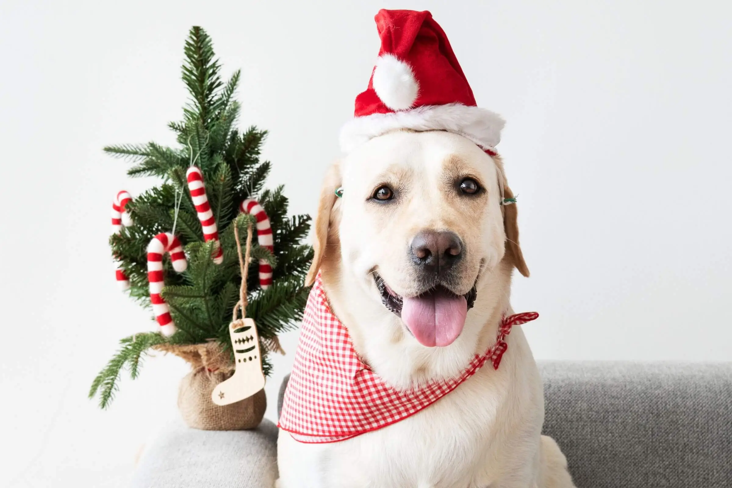 Cuidados com seu cão no Natal, clínica veterinária 24h