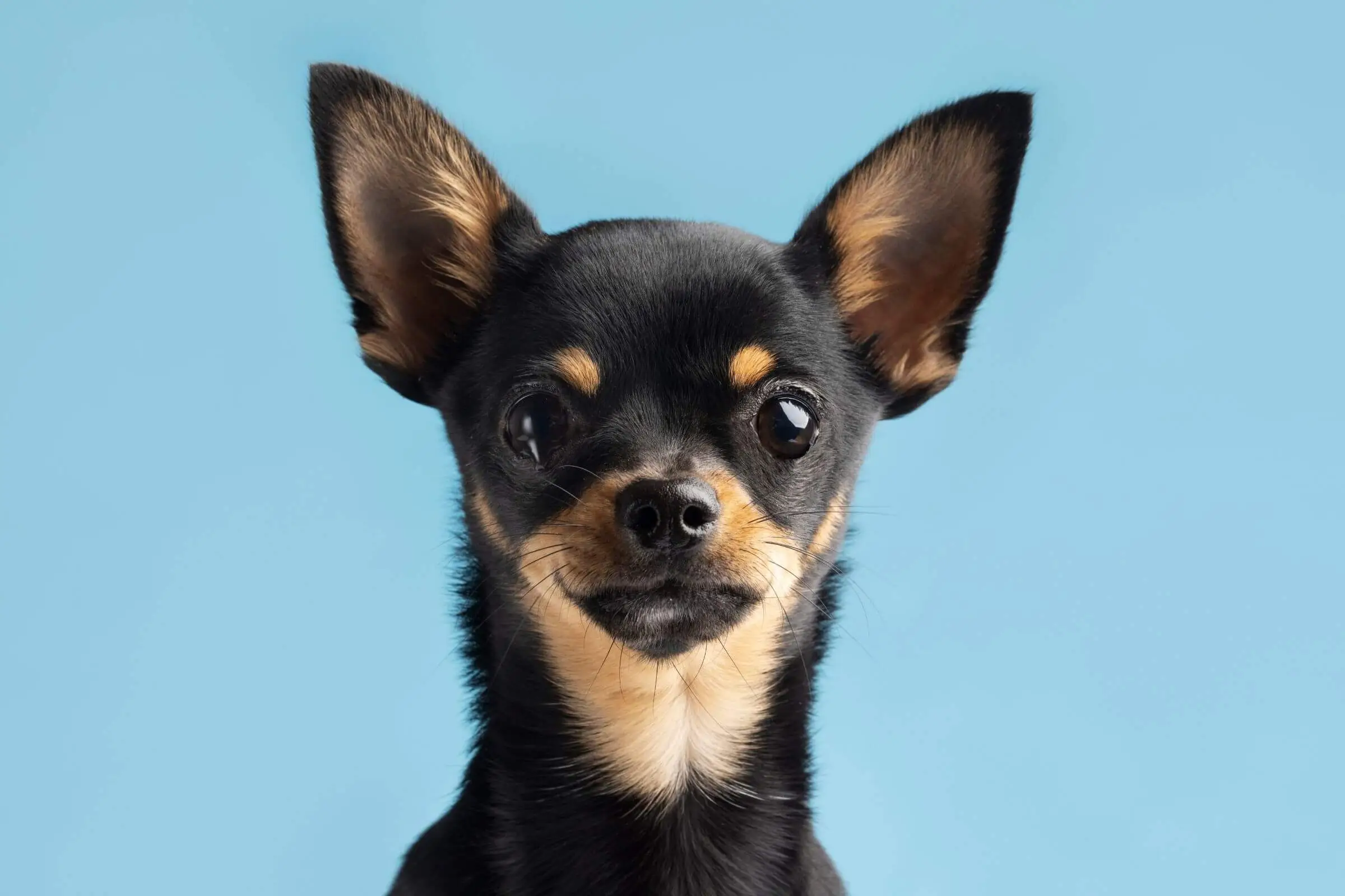 Chihuahua: Cuidados Essenciais para uma Vida Saudável, clínica veterinária 24h