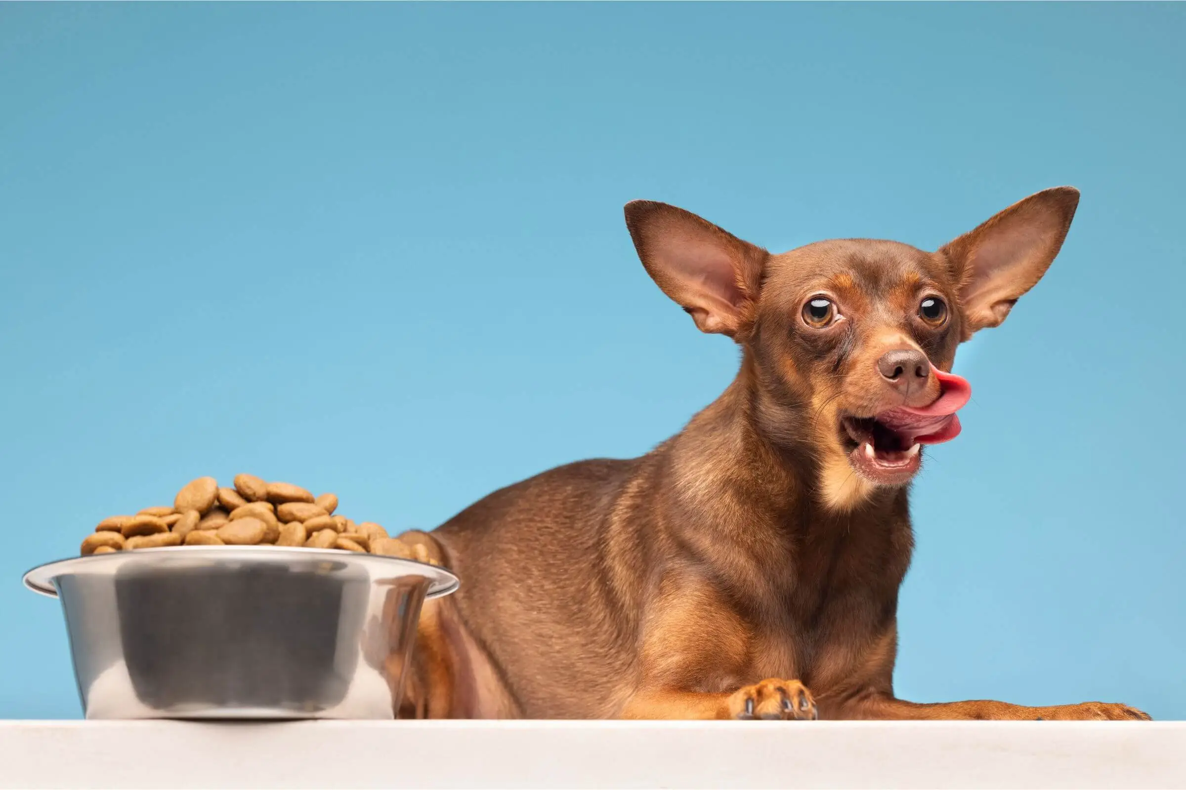 Ração para Cachorro: Como Escolher a Ideal? clínica veterinária 24h