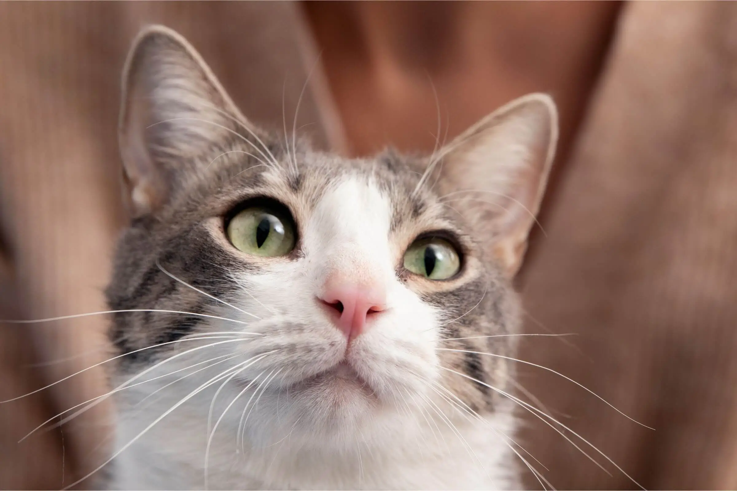 300 Nomes Mais Comuns para Gata Fêmea, clínica veterinária 24h