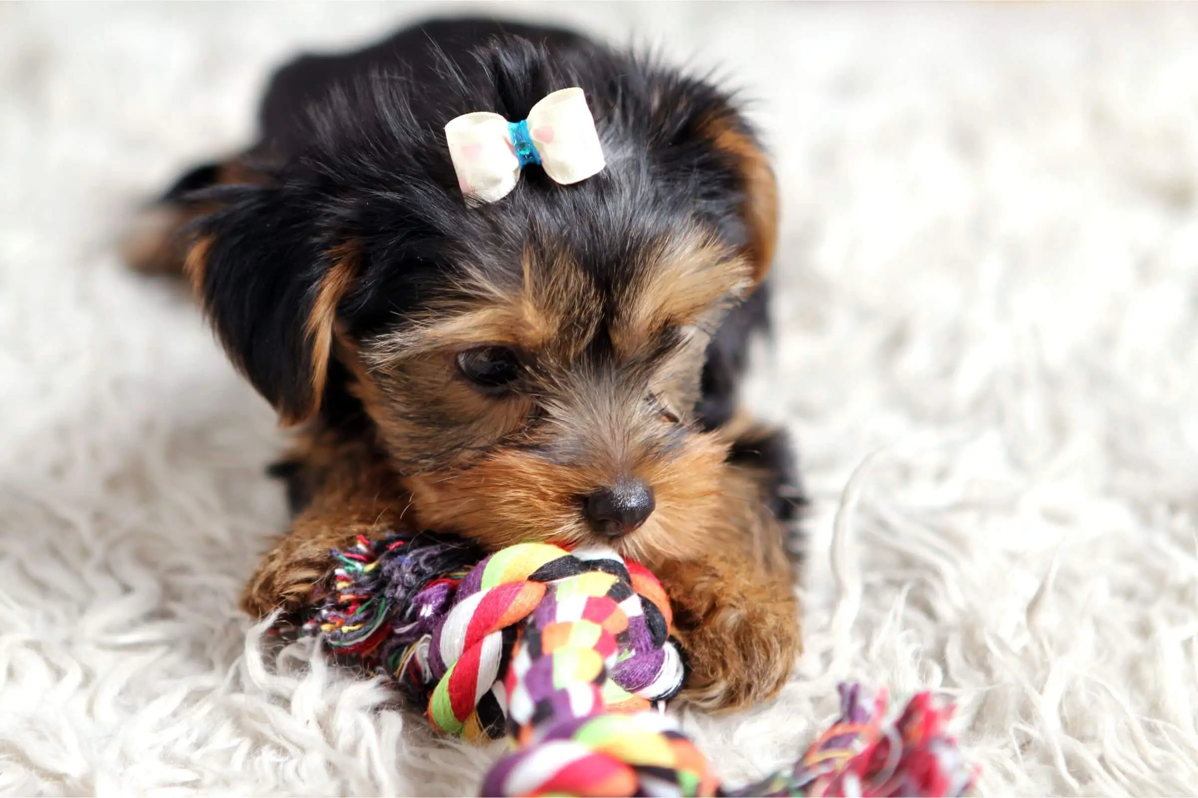 300 Nomes Mais Comuns para Cachorra Fêmea, clínica veterinária 24h