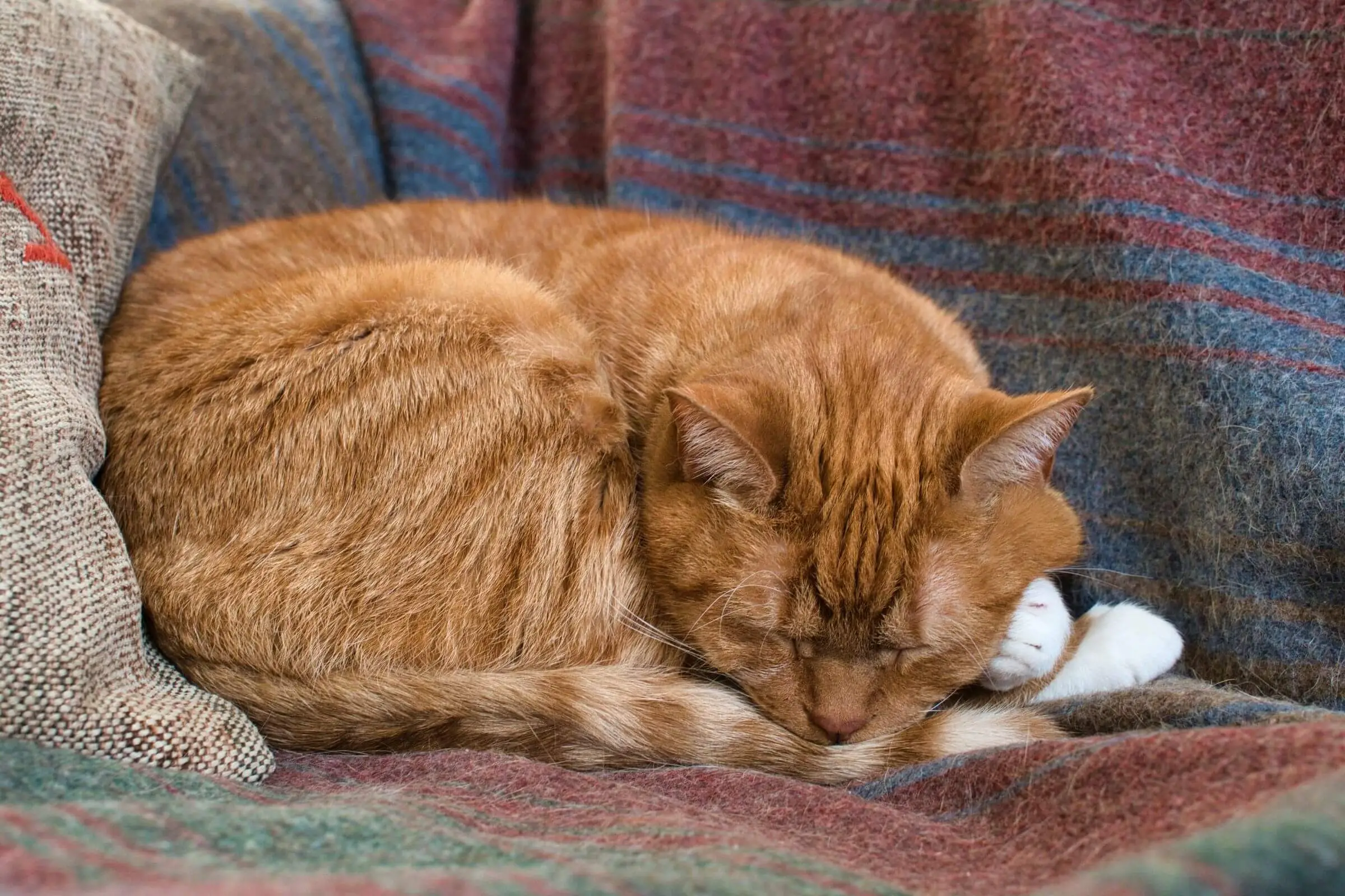 FeLV em Gatos: Entenda Tudo Sobre a Leucemia Felina, clínica veterinária 24h