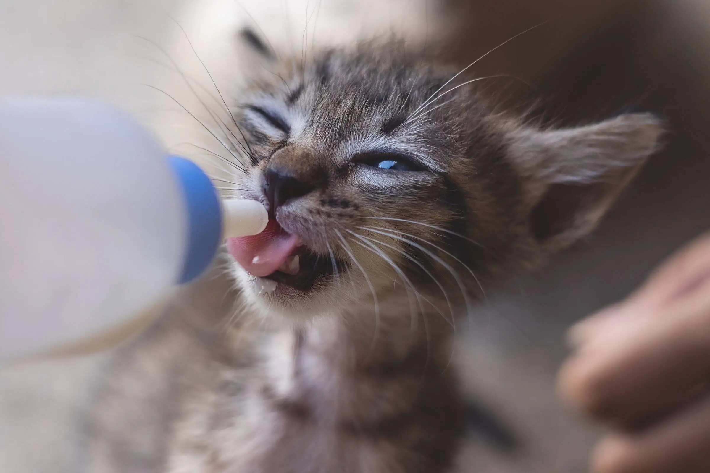 Como Alimentar um Filhote de Gato: Guia Completo, clínica veterinária 24h