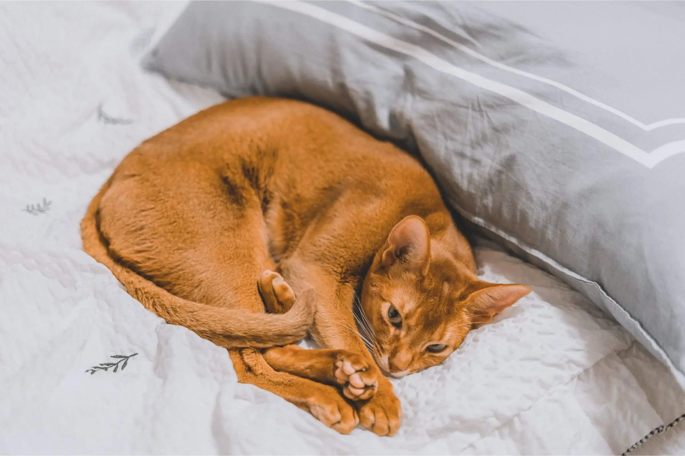 FIV em Gatos: Entenda Tudo Sobre Essa Doença, clínica veterinária 24h