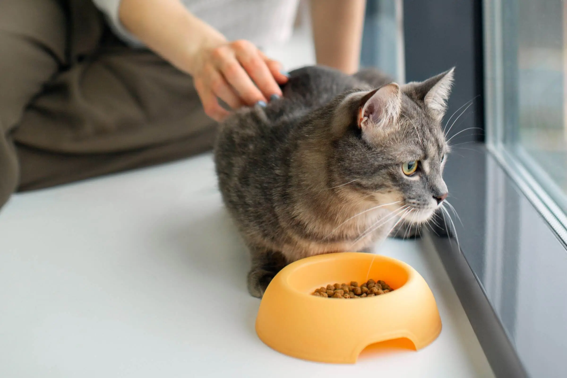 Gato Não Come Ração: O Que Fazer? clínica veterinária 24h