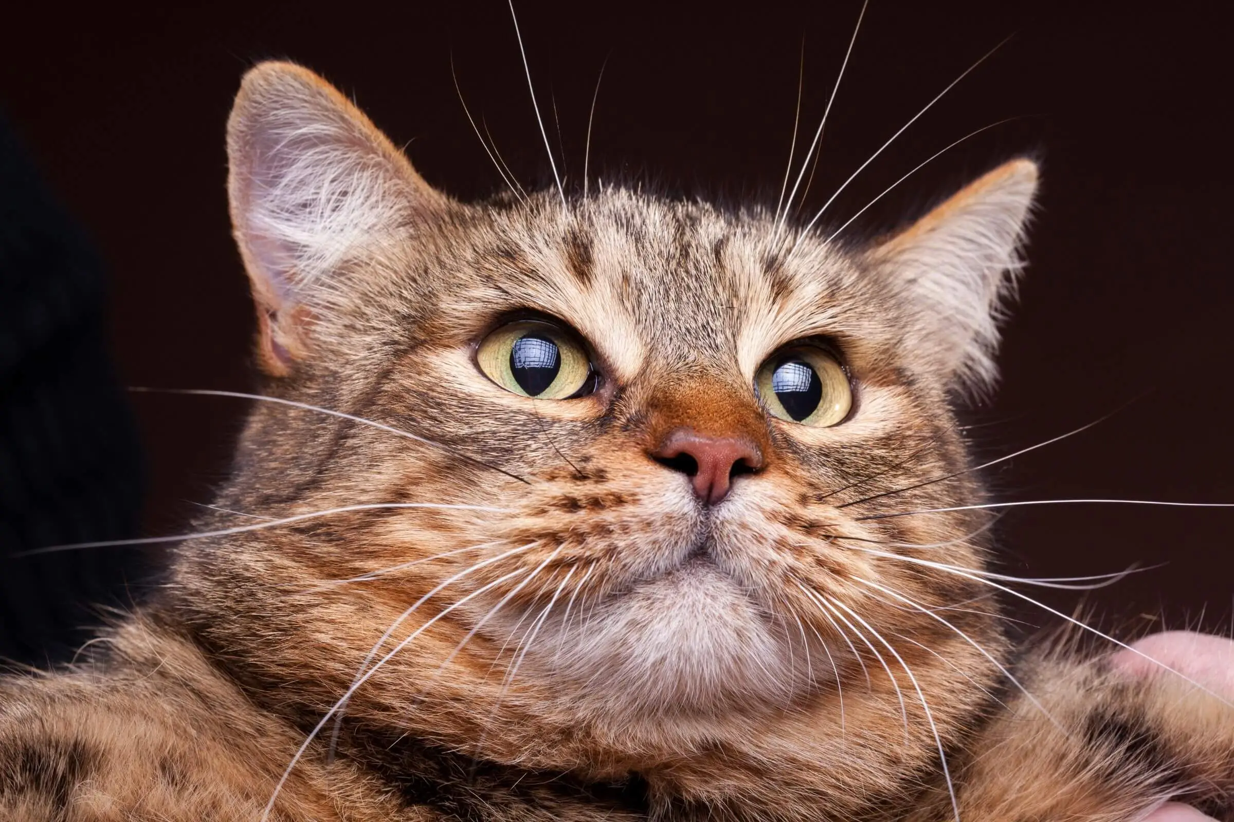 Gato obeso: Cuidados e tratamentos essenciais para o seu felino, clínica veterinária 24h