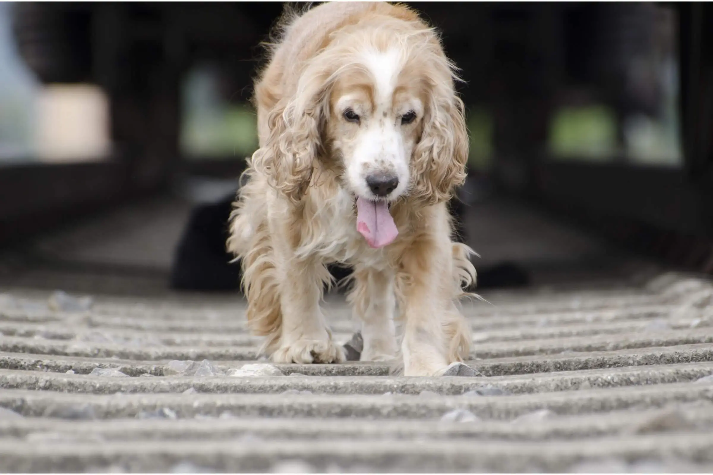 Cachorro Idoso: 5 Cuidados para Qualidade de Vida, clínica veterinária 24h