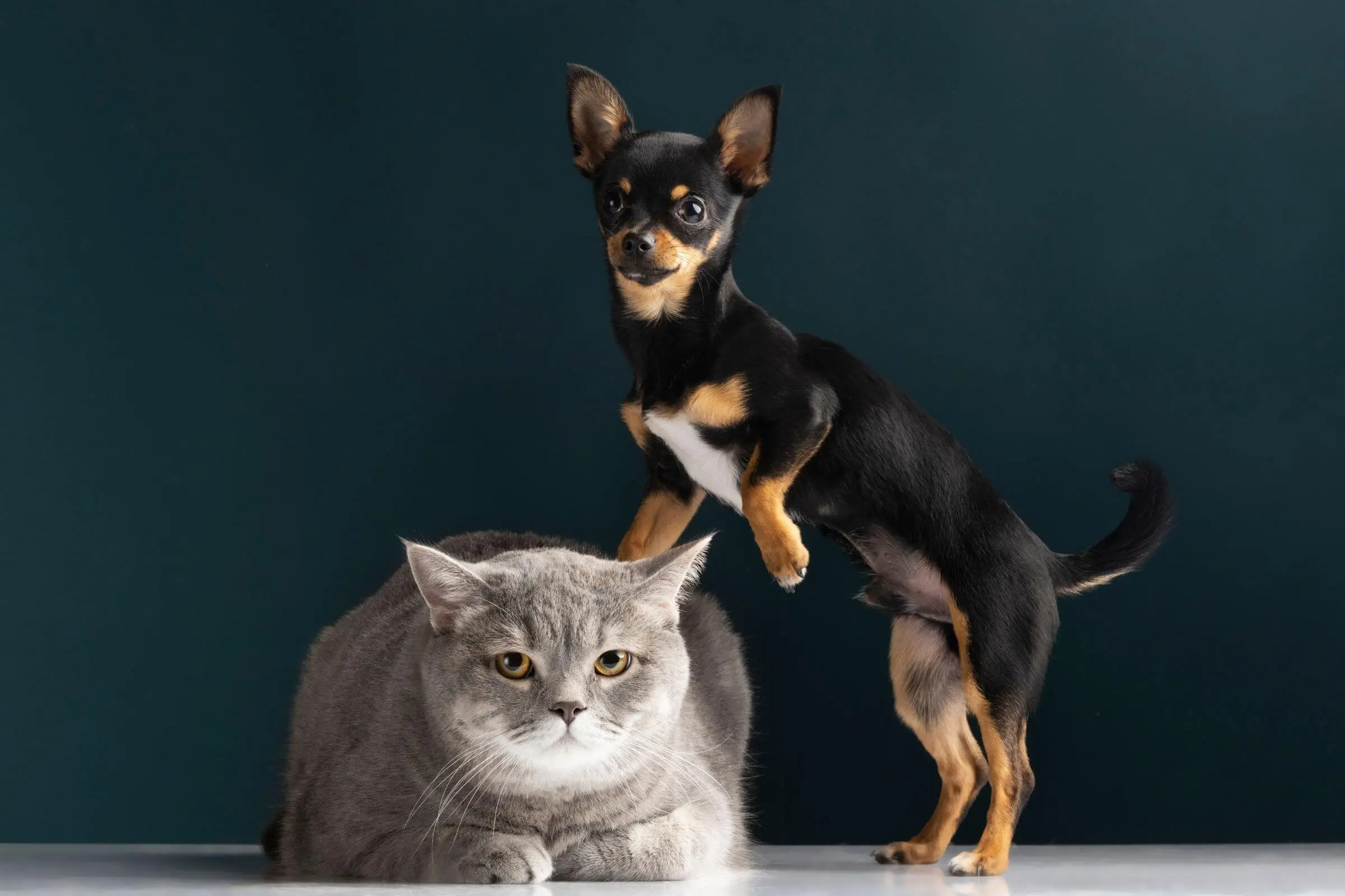 Gato Pode Viver no Mesmo Local que Cachorro? clínica veterinária 24h