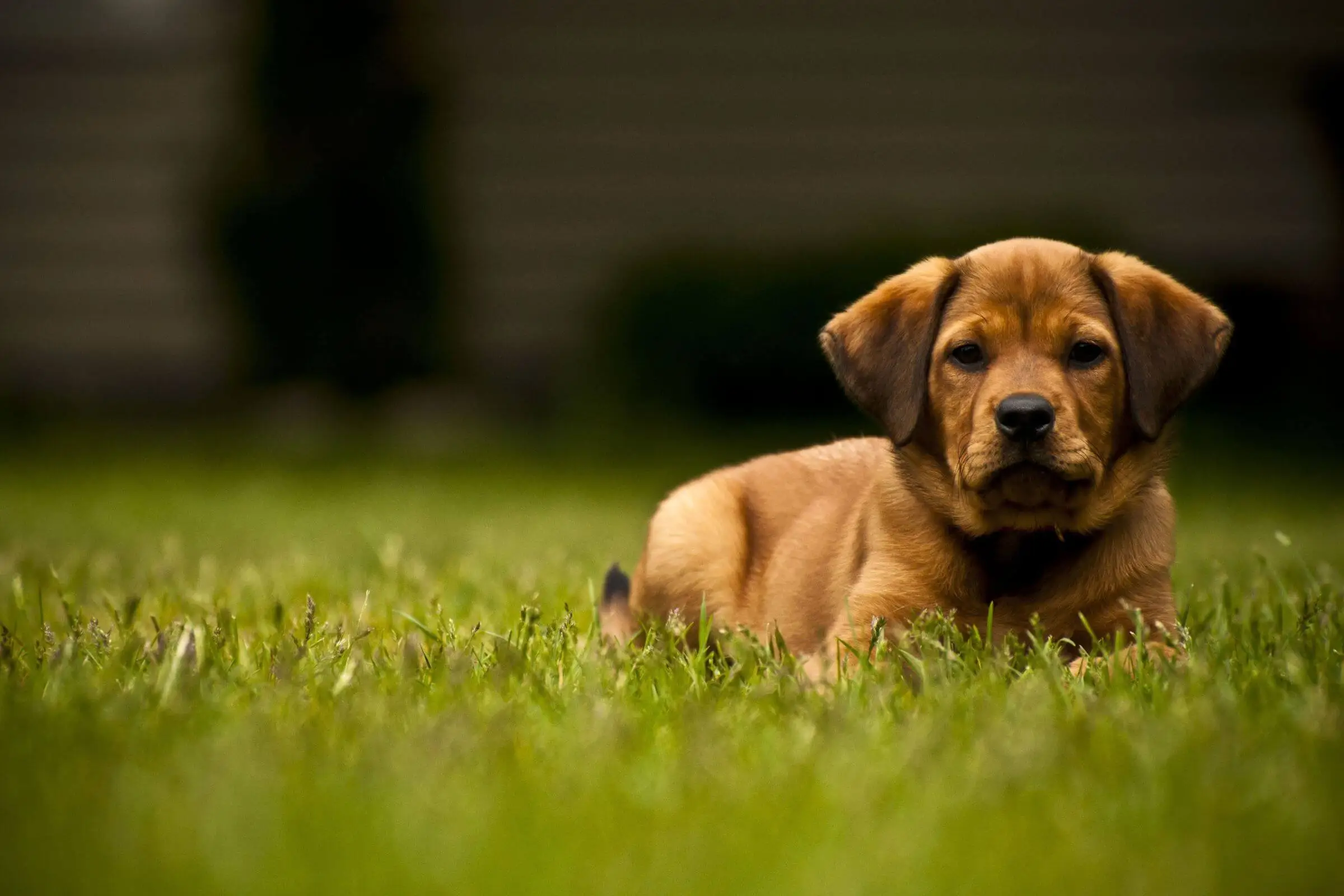 300 Nomes Criativos para Seu Cachorro, clínica veterinária 24h