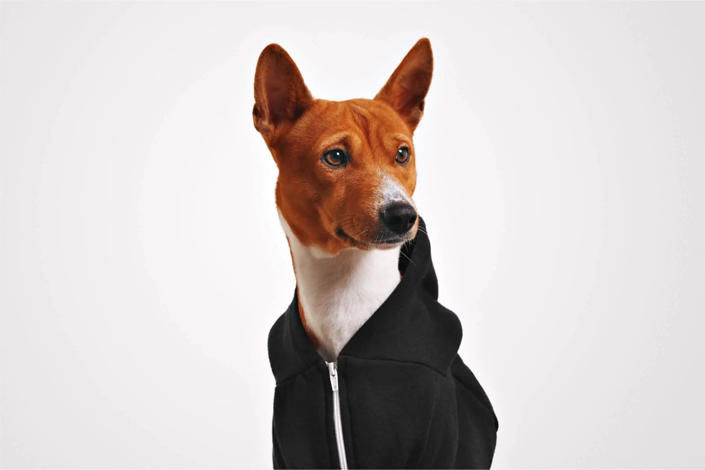 300 nomes mais comuns para cachorro macho, clínica veterinária 24h