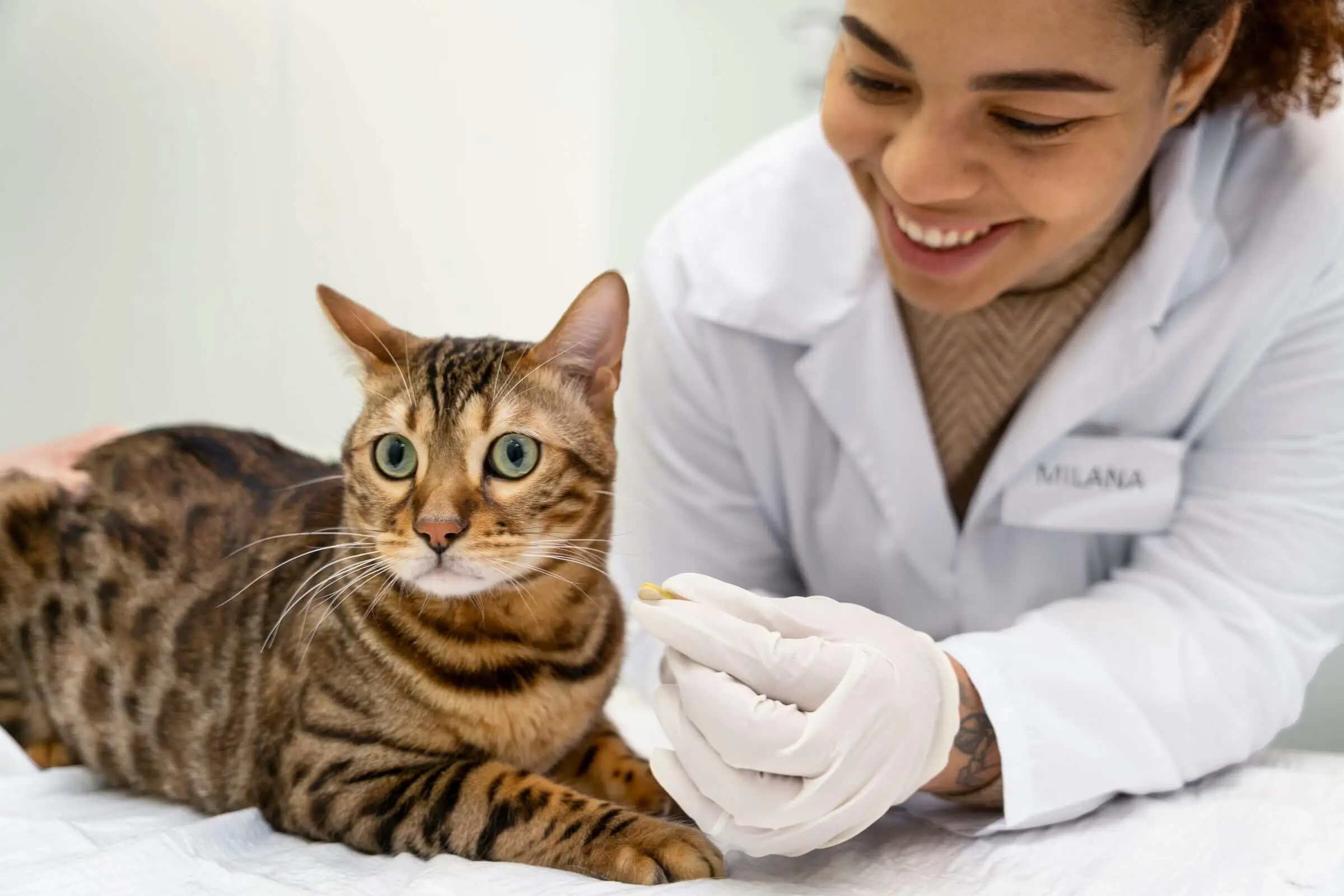 Sala Exclusiva de Gatos: A Importância no Atendimento, clínica veterinária 24h