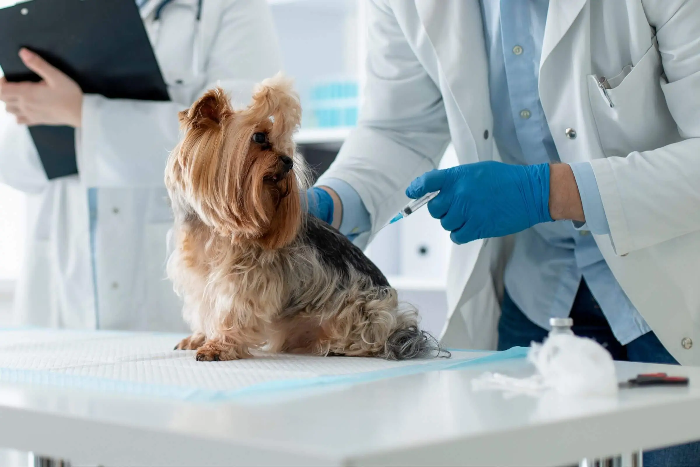 Vacina Anti-Cio: Cuidado com o Perigo, clínica veterinária 24h