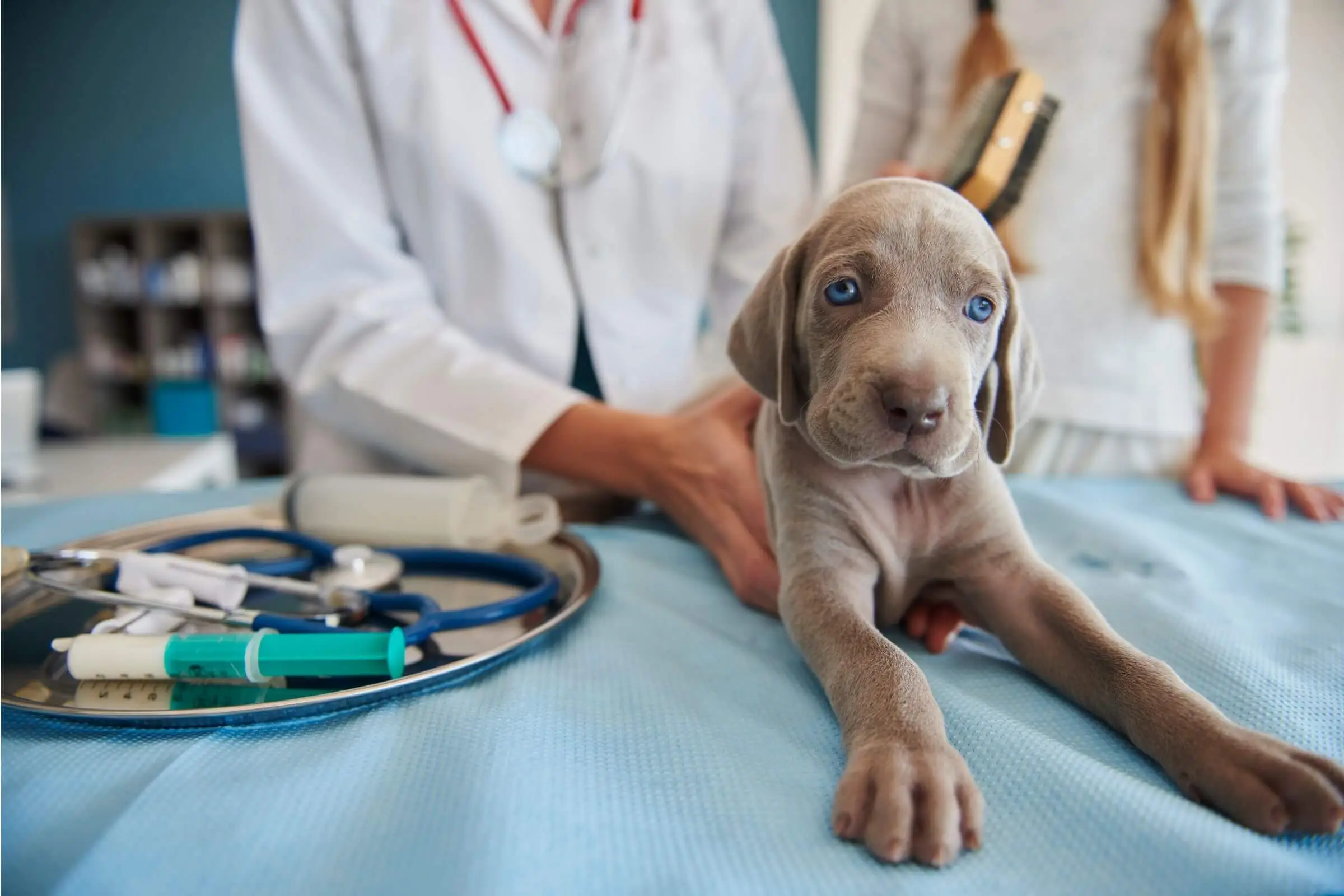 Quanto custa vacina de cachorro filhote em 2025 em Maringá? clínica veterinária 24h