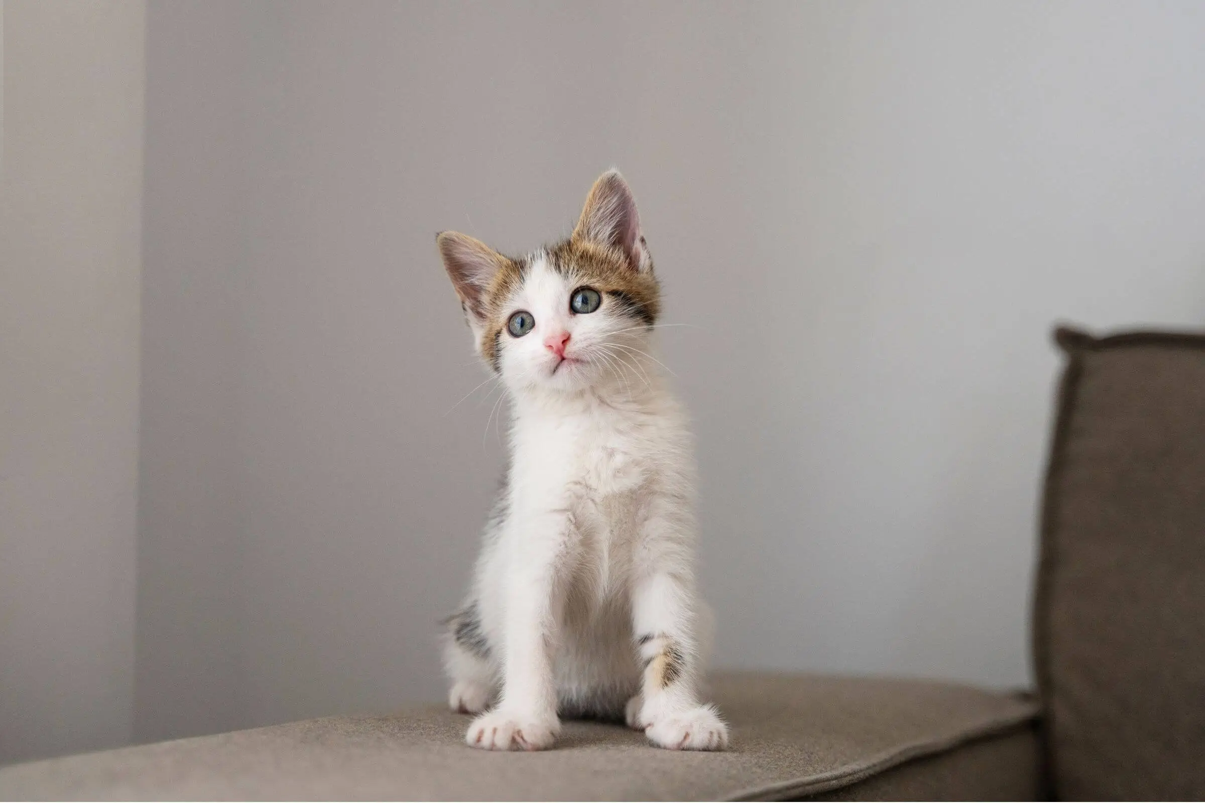 Quanto custa vacina de gato filhote em 2025 em Maringá? clínica veterinária 24h