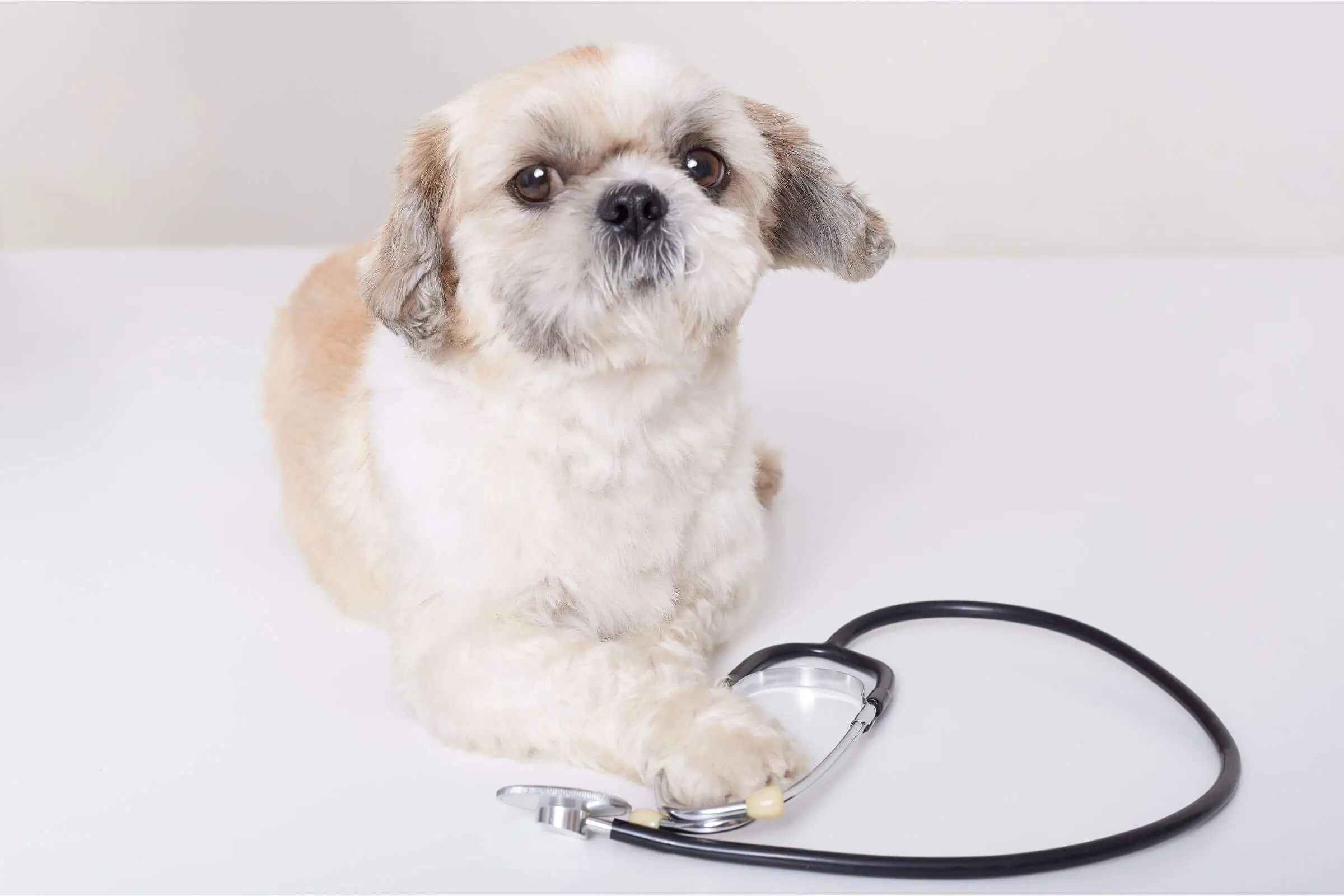 Vacinas essenciais para Shih Tzu: Quais meu pet precisa tomar? clínica veterinária 24h