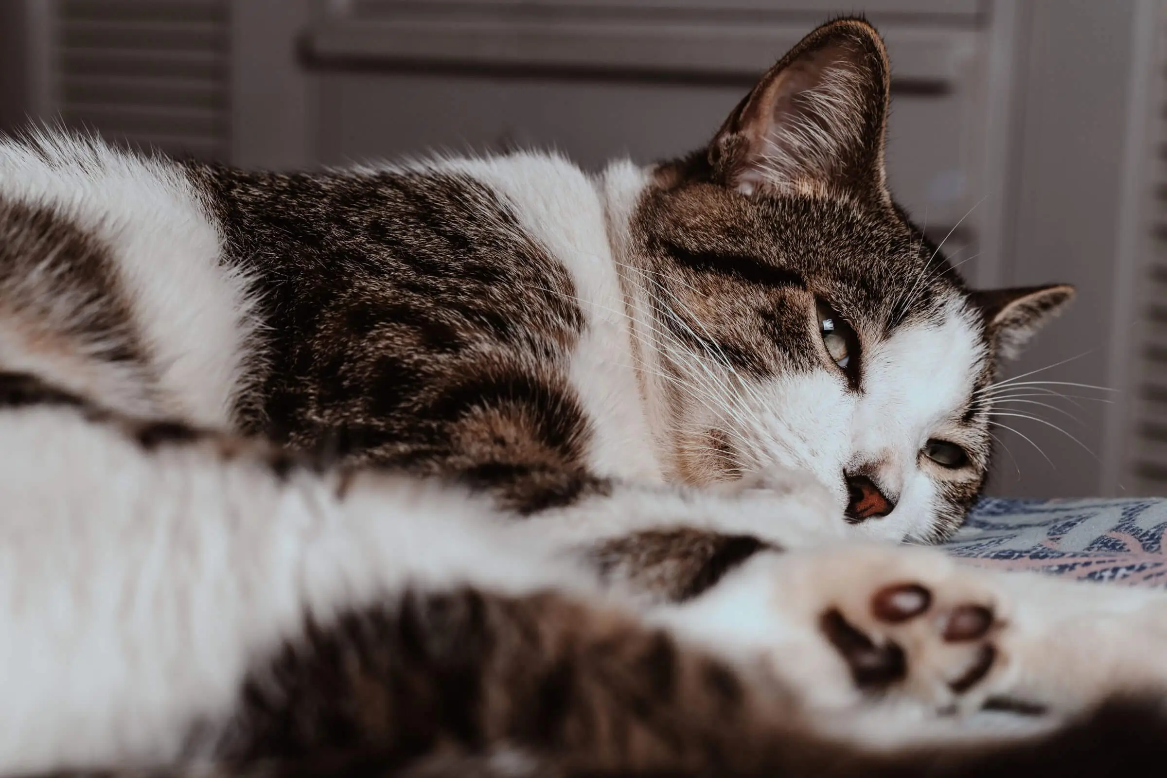 fiv em gatos: Entenda tudo sobre, clínica veterinária 24h